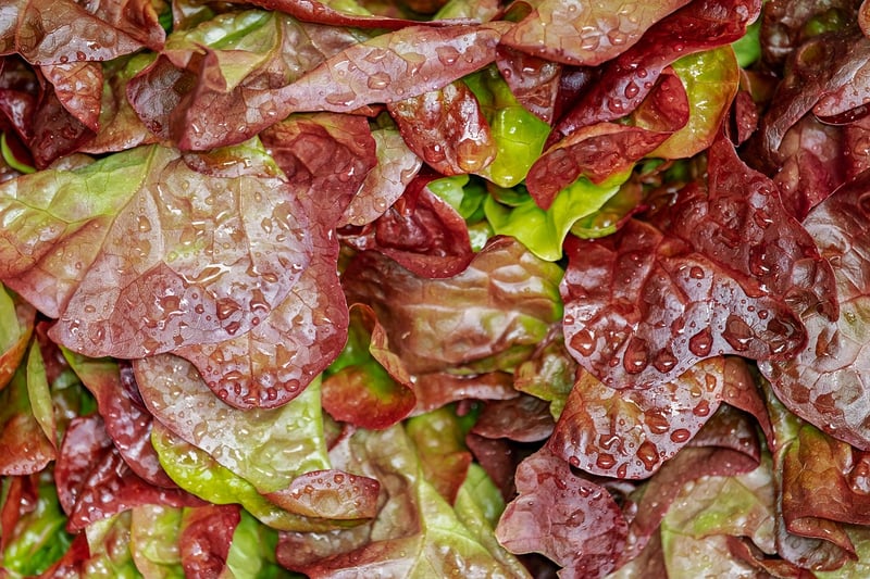 Salad preparation